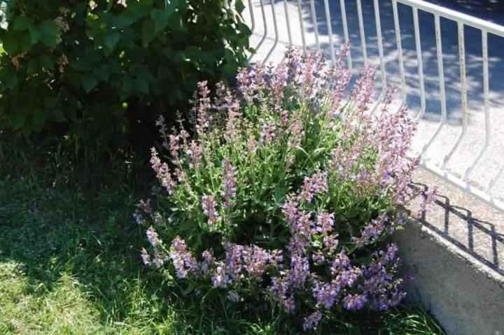 Apartman Nata Senj  Esterno foto