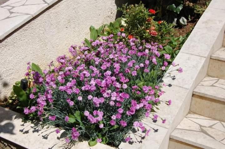Apartman Nata Senj  Esterno foto